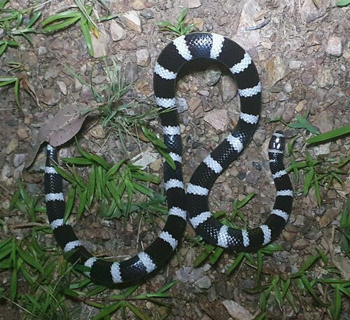 Eastern Bandy Bandy sighting