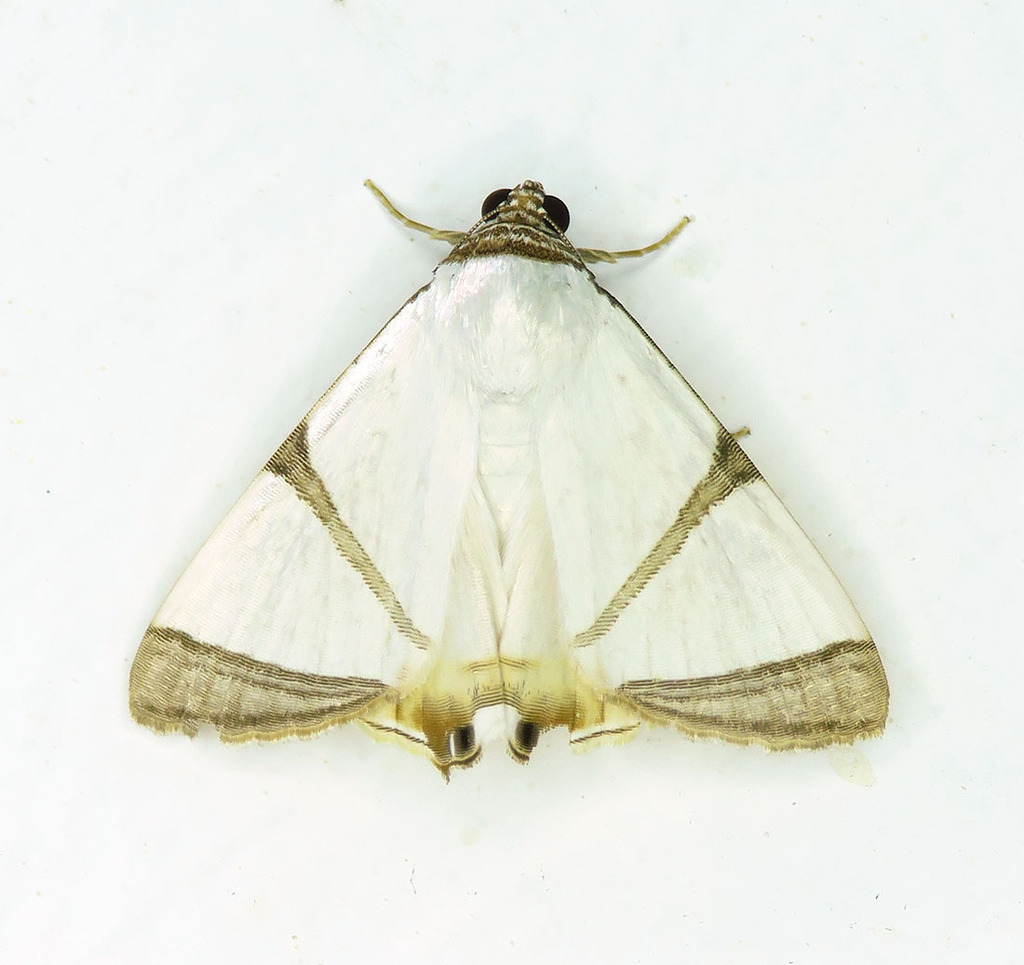 Eulepidotis nicaea