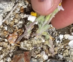 Eriophyllum wallacei rubellum