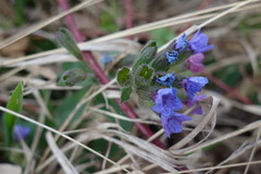 Pulmonaria officinalis