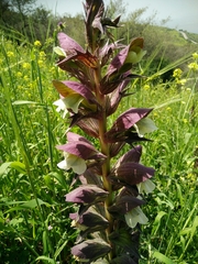 Acanthus syriacus