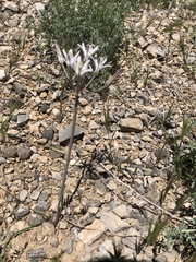 Androstephium breviflorum