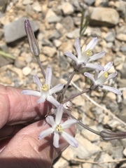 Androstephium breviflorum
