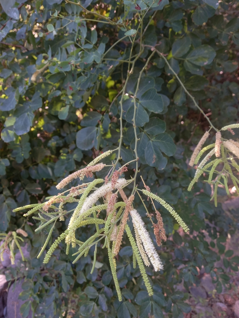 Adenopodia patens