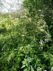 Anthriscus lamprocarpus