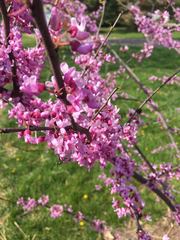 Cercis canadensis canadensis