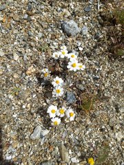 Eriophyllum wallacei rubellum