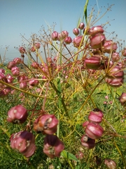 Prangos ferulacea