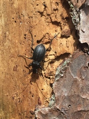 Carabus vinctus