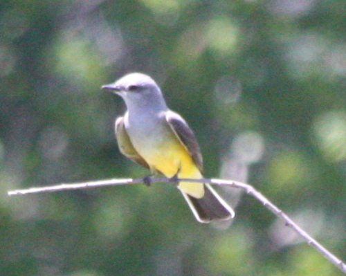 Tyrannus verticalis