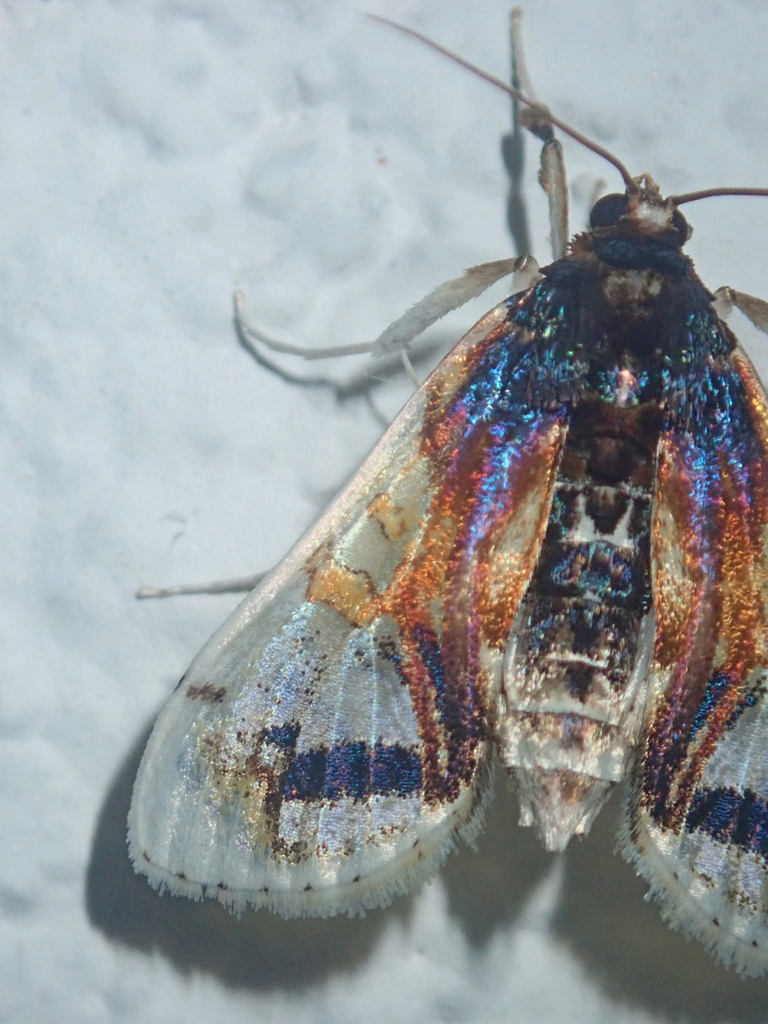 Compacta nigrolinealis