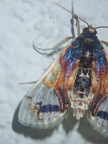 Compacta nigrolinealis