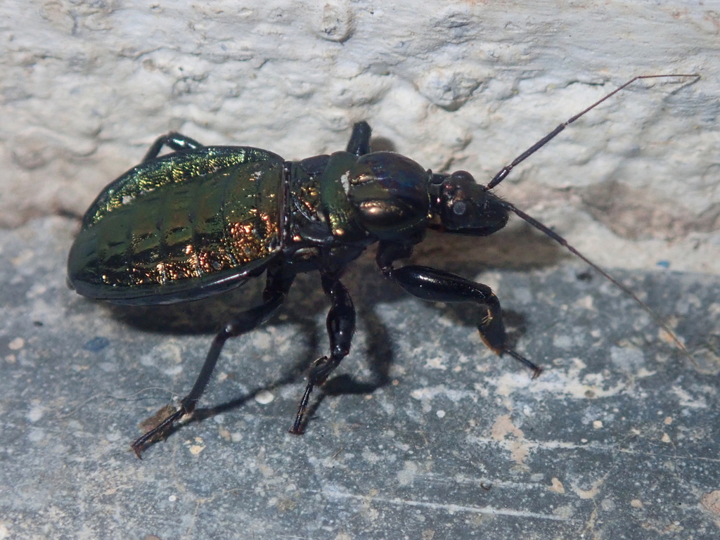 Melanolestes lugens