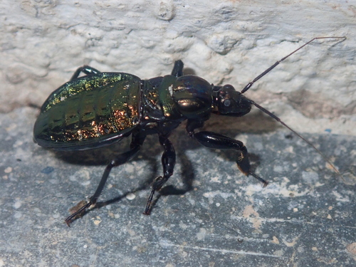 Melanolestes lugens