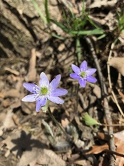 Hepatica acutiloba