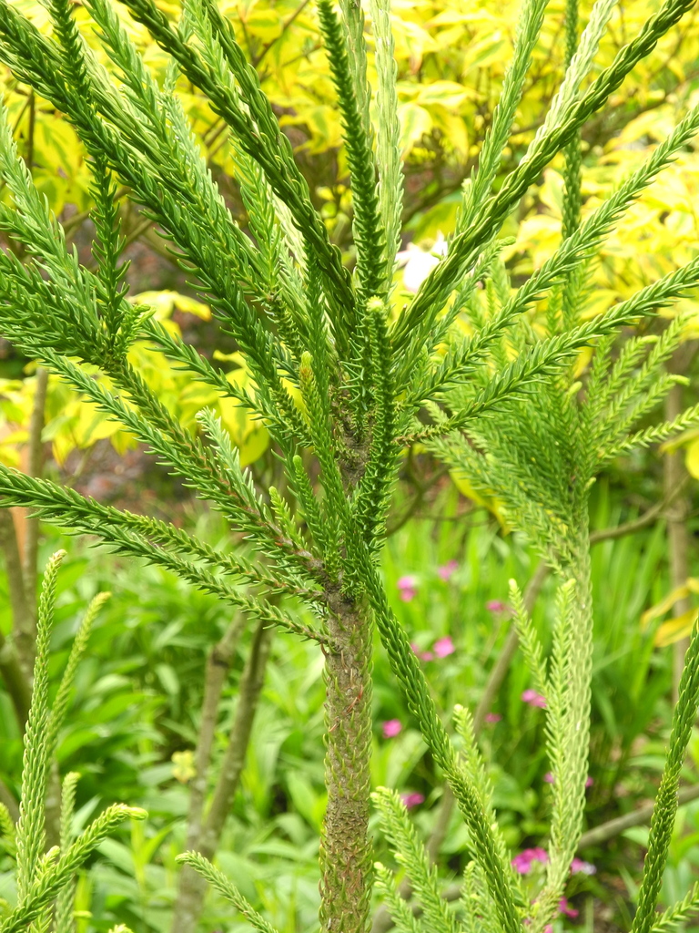Japanese Cedar (LA Urban Forest Program) · iNaturalist