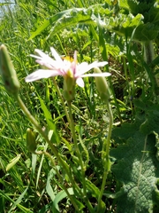 Pseudopodospermum papposum