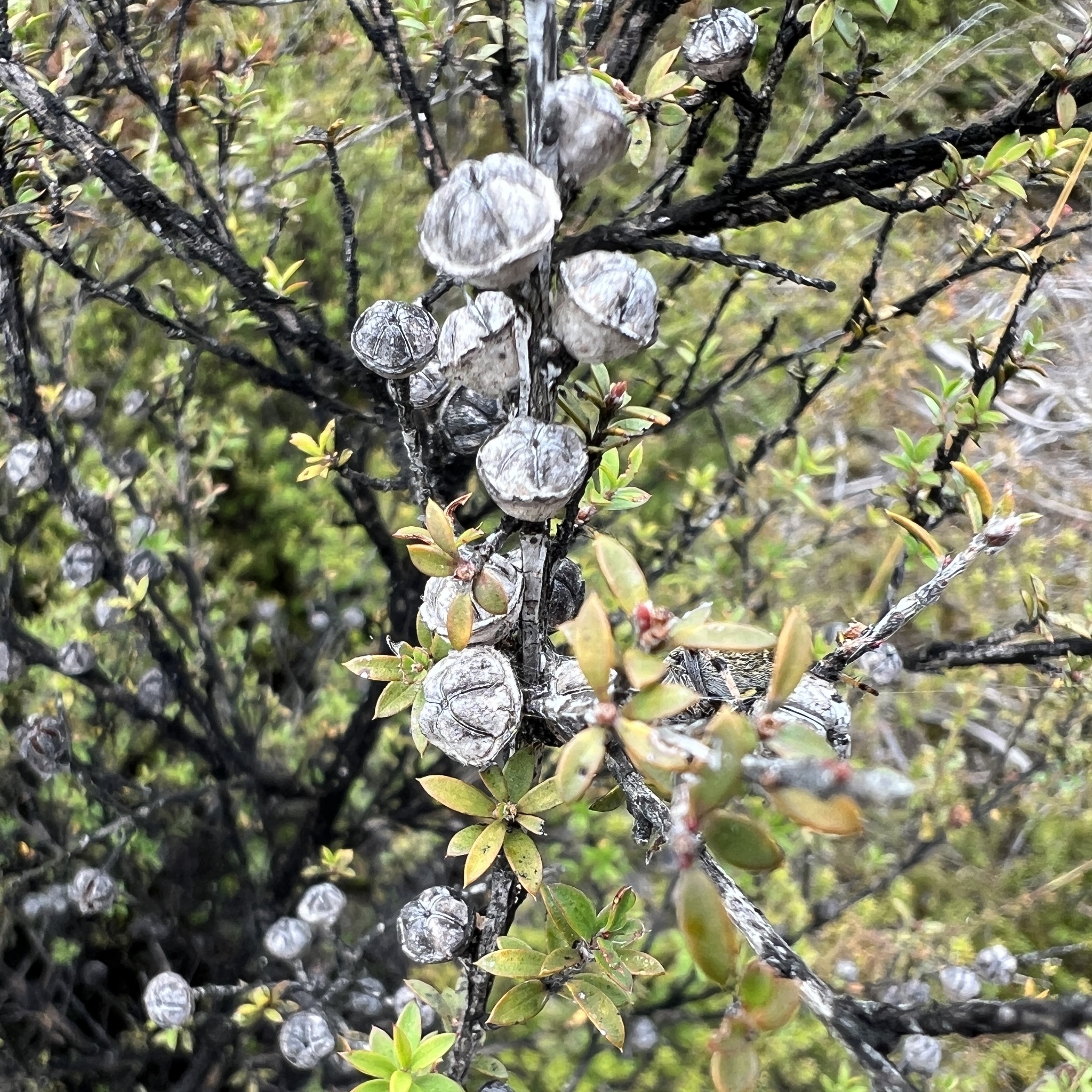 Imagem de Manuka