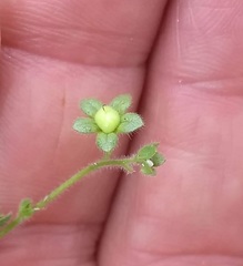 Eucrypta chrysanthemifolia bipinnatifida