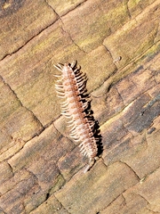 Pseudopolydesmus pinetorum