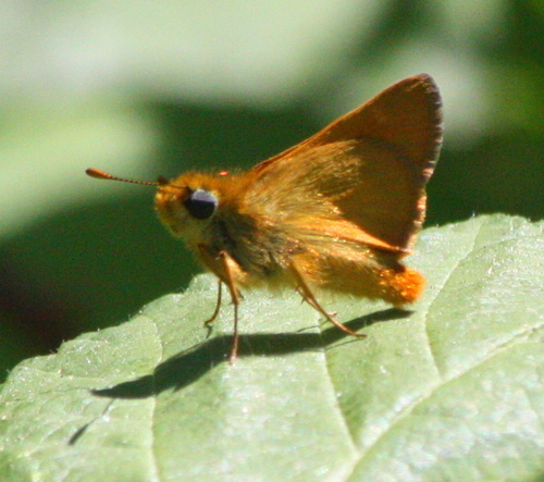 Ochlodes agricola