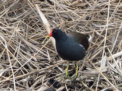 Gallinula chloropus