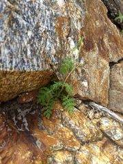 Eucrypta chrysanthemifolia bipinnatifida