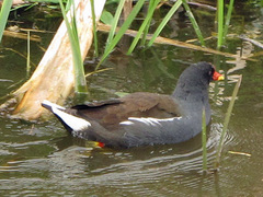 Gallinula chloropus