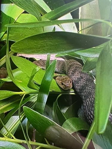 Rough-scaled Snake sighting