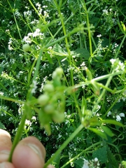 Galium pisiferum
