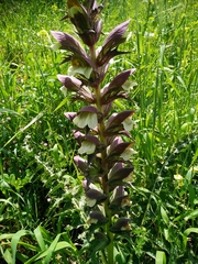Acanthus syriacus