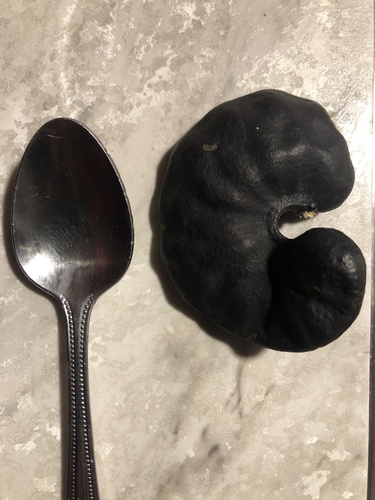 Timbaúba