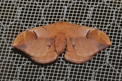 Goodia kuntzei