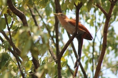 Piaya cayana