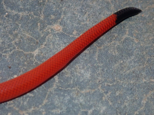 Tocantins Blackhead