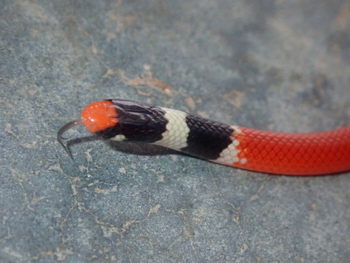 Tocantins Blackhead