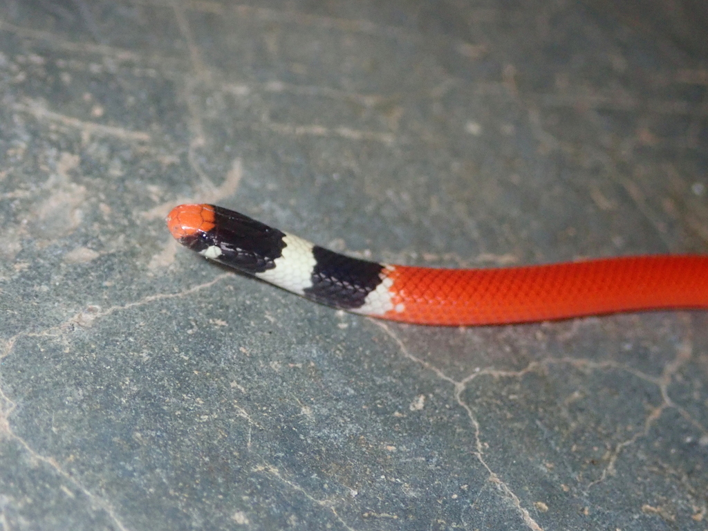 Tocantins Blackhead