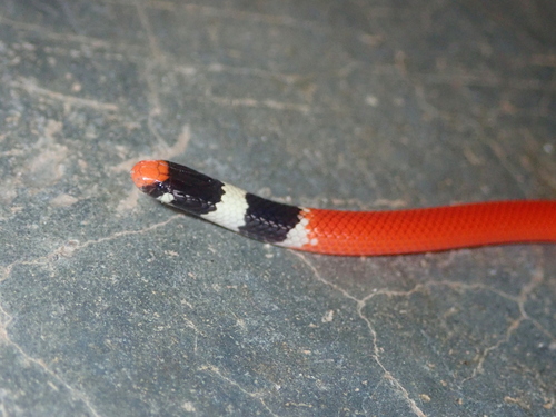 Tocantins Blackhead