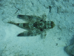 Dactylopterus volitans