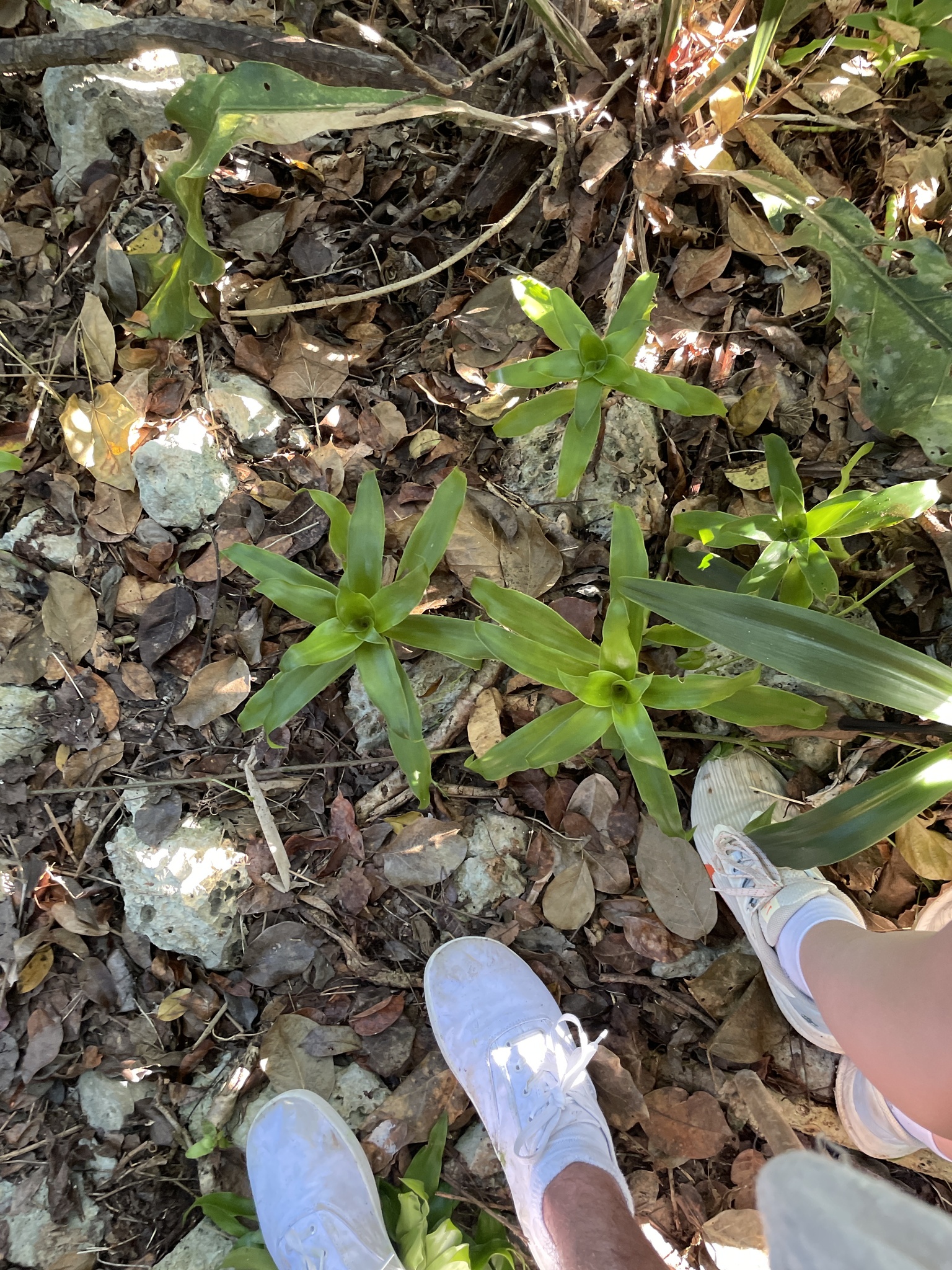 Imagem de Planta de cesta