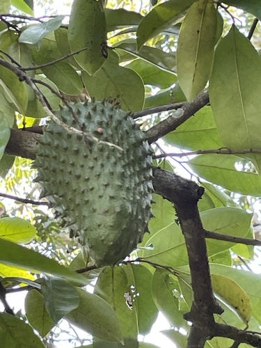 Foto de Graviola