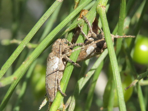 Niphona picticornis