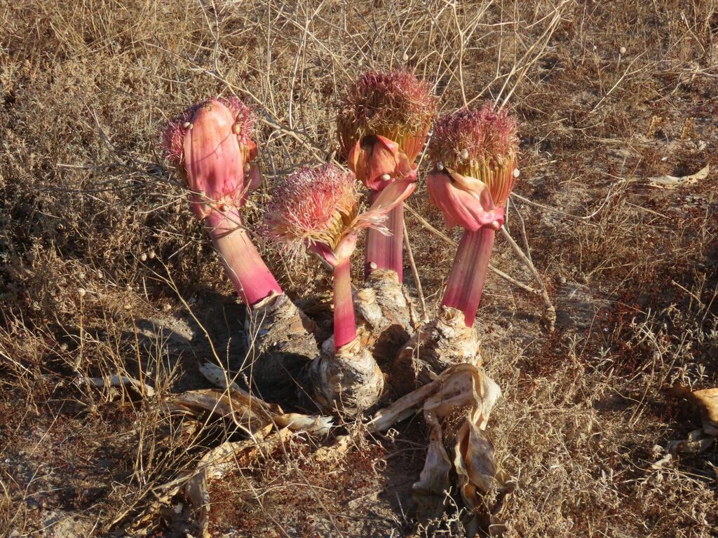 Oxbane Brush Oxbane from West Coast Peninsula, South Africa on November 29 ...