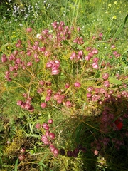 Prangos ferulacea