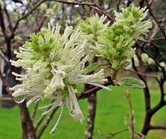 Fothergilla major