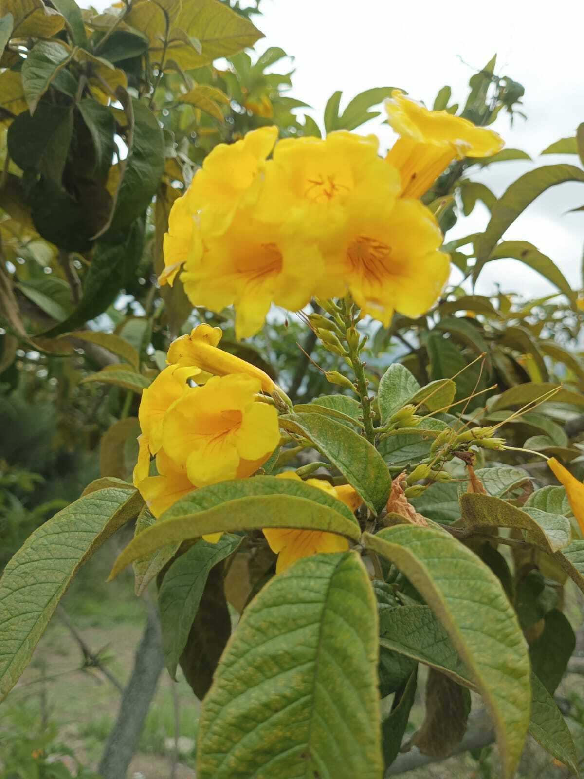 Imagem de Ipê-de-jardim