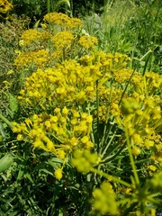Heptaptera anisoptera