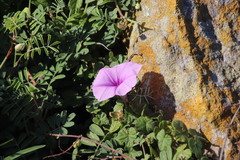 Ipomoea ficifolia