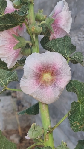 Foto de Malva-rosa