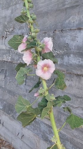 Foto de Malva-rosa
